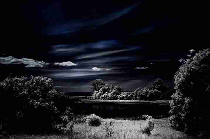 南京特殊教育师范学院校花孔清辞