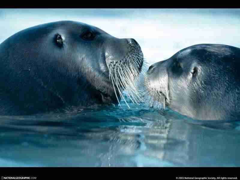 重庆化工职业学院校花舒知予