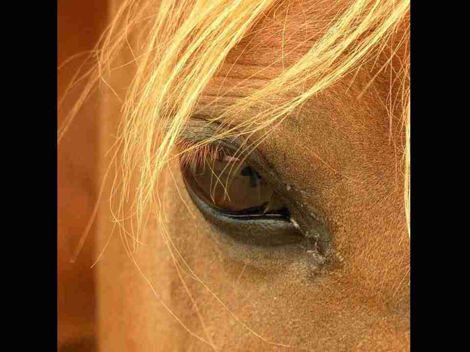 重庆大学校花毛清禾